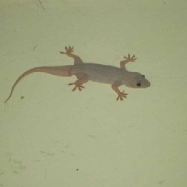 Best Pest Control Perth